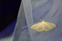 Patania ruralis