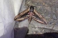 Sphinx ligustri