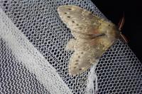 Stauropus fagi