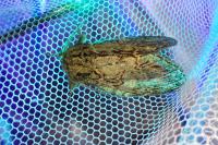 Peridea anceps