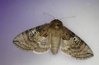 Tethea ocularis