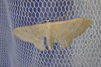 Idaea straminata