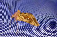 Autographa jota