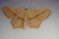 Scopula imitaria