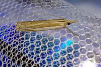 Crambus pascuella