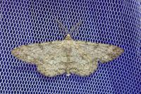 Hypomecis punctinalis