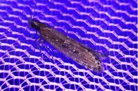 Neofaculta ericetella