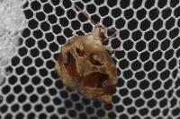 Archips crataegana