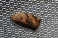 Archips crataegana