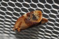 Ditula angustiorana