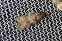 Cnephasia