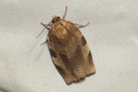 Choristoneura hebenstreitella
