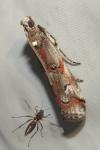 Pempelia palumbella