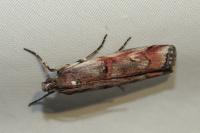 Pempelia palumbella