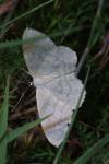 Scopula floslactata