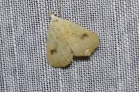 Rivula sericealis