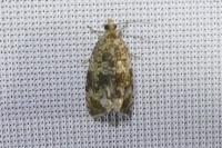 Celypha lacunana