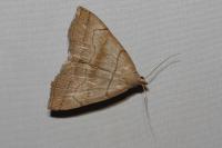 Herminia tarsicrinalis