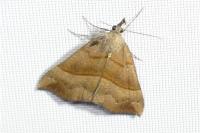 Hypena proboscidalis