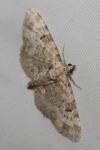 Eupithecia pulchellata