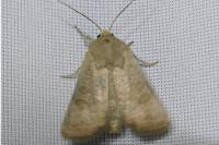 Hoplodrina ambigua