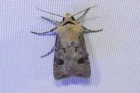 Agrotis exclamationis