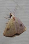 Rivula sericealis