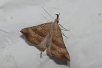 Hypena proboscidalis
