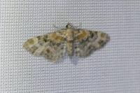 Eupithecia pulchellata