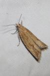 Bactra