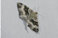 Epirrhoe rivata
