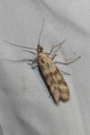 Homoeosoma sinuella