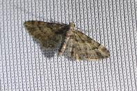 Gymnoscelis rufifasciata