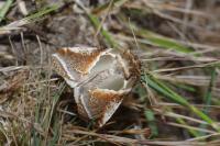 Habrosyne pyritoides
