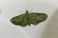Pasiphila rectangulata