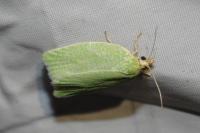Tortrix viridana