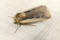 Ochropleura plecta