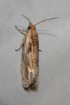 Eucosma cana
