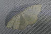 Cabera exanthemata