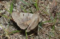Minucia lunaris
