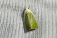 Earias clorana