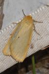Cybosia mesomella