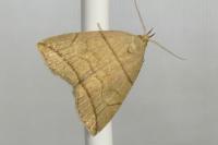 Herminia grisealis