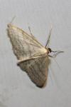 Idaea subsericeata