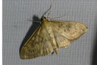 Patania ruralis