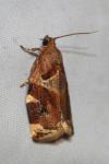 Archips xylosteana
