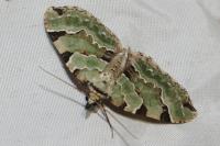 Colostygia pectinataria