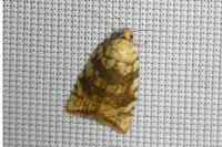 Aleimma loeflingiana