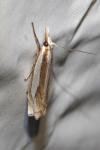 Crambus pascuella