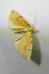 Gandaritis pyraliata